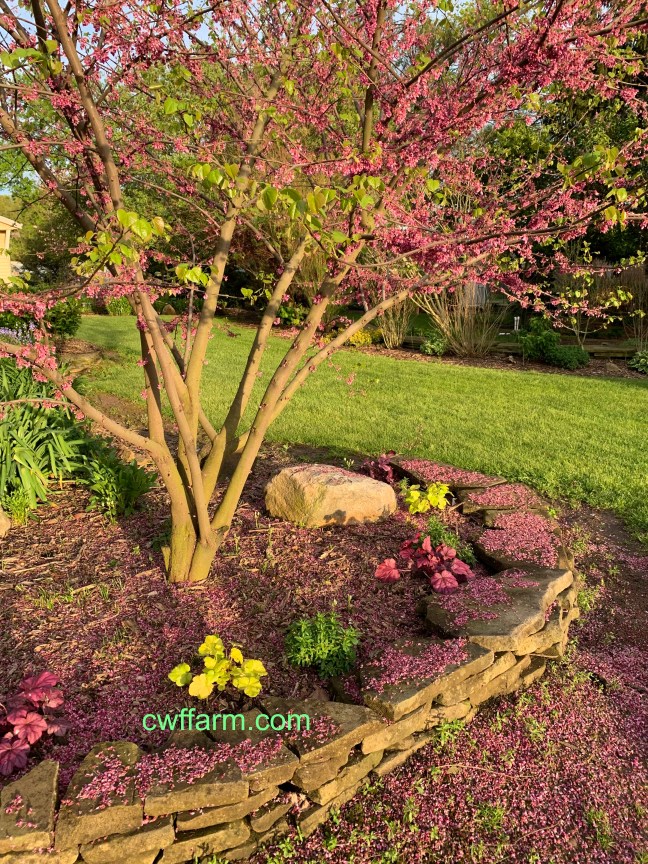 IMG_4210cwffarm north bed carpeted in redbuds