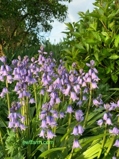 IMG_4217cwffarm bluebells