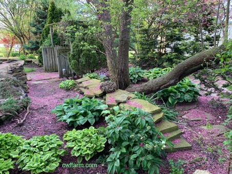 IMG_4231Cwffarm redbud carpeted patio