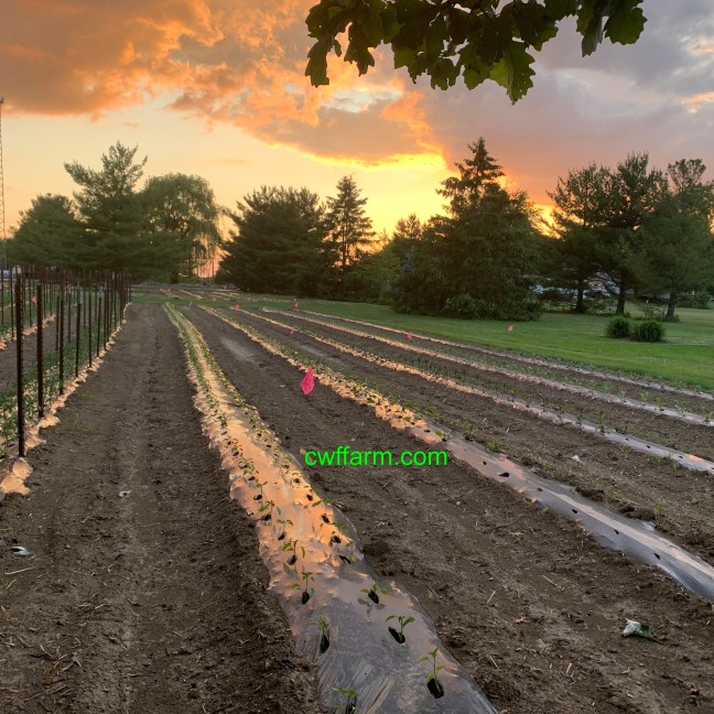 IMG_2730cwffarm june sunsest over produce beds