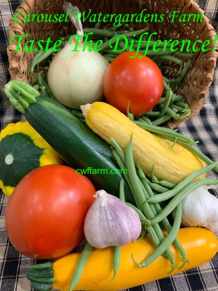 IMG_7566cwffarm taste the difference basket of vegs